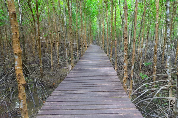 Ponte di legno Nella foresta di mangrovie — Foto Stock