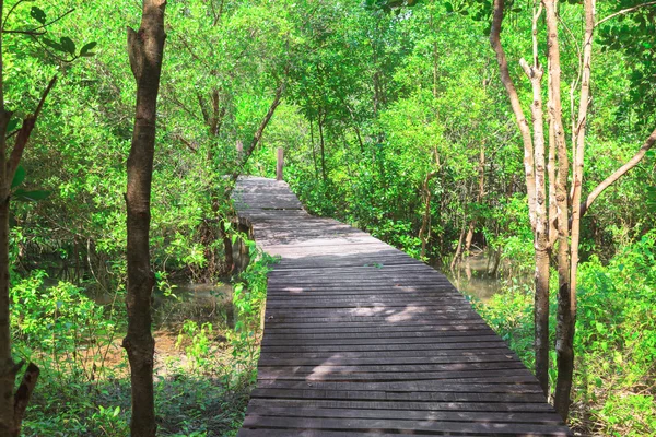 Ponte di legno Nella foresta di mangrovie — Foto Stock