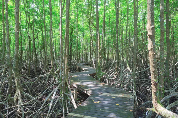 Träbro i mangroveskogen — Stockfoto