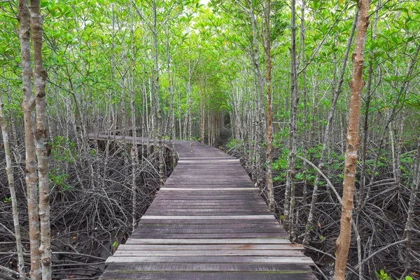 Träbro i mangroveskogen — Stockfoto