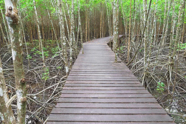 Wooden Bridge In Mangrove Forest Royalty Free Stock Images