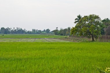 Tayland 'daki pirinç tarlası