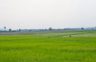 Tayland 'daki pirinç tarlası