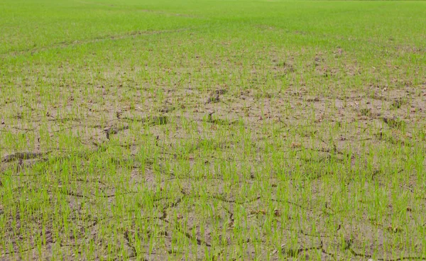Câmp de orez în Thailanda — Fotografie, imagine de stoc