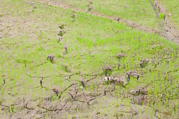 Câmp de orez în Thailanda — Fotografie, imagine de stoc