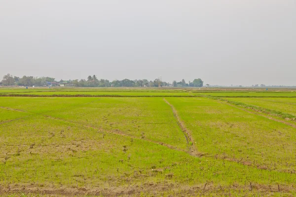Campo de arroz en Tailandia — Foto de Stock