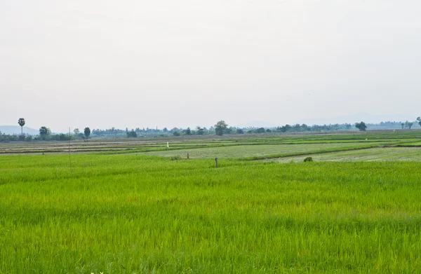 Campo de arroz en Tailandia — Foto de Stock