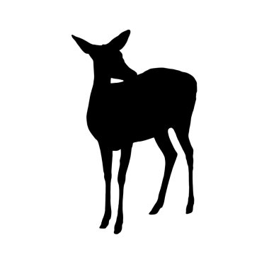 eld's geyik gölge beyaz zemin üzerine izole