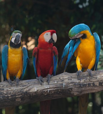 renkli Amerika papağanı