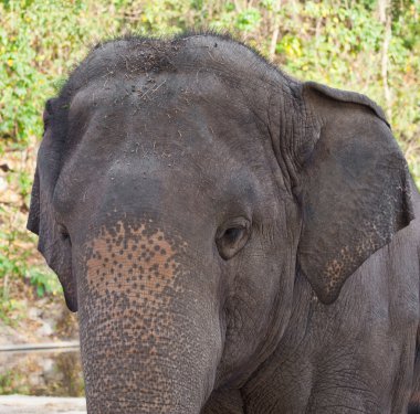 Hayvanat bahçesindeki fil