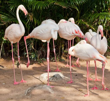 Flamingo bir hayvanat bahçesi