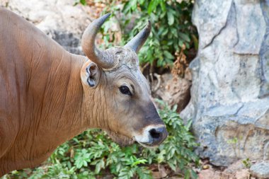 bant veya red bull kapatın