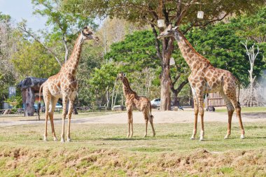 Meraklı bir zürafanın portresi