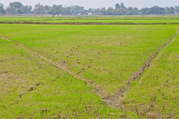 Reisfeld in Thailand — Stockfoto