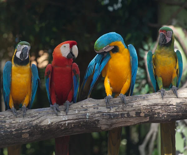 Arara colorida — Fotografia de Stock