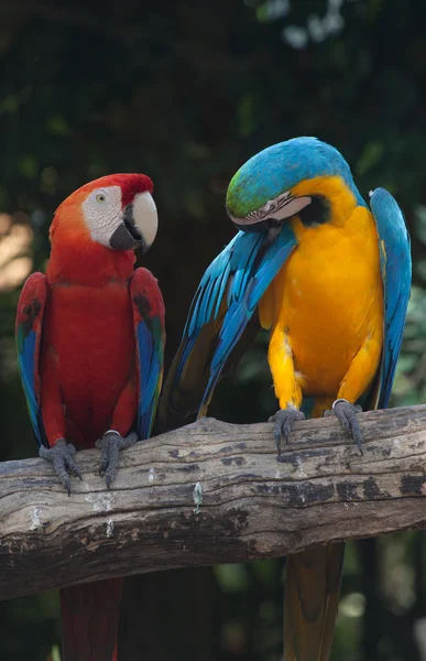 Colorful Macaw — Stock Photo, Image