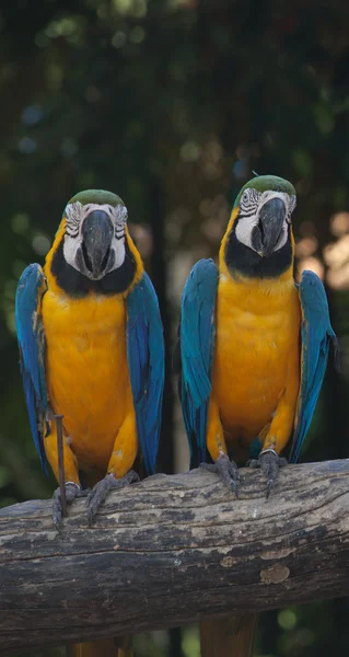 Macaw colorato — Foto Stock