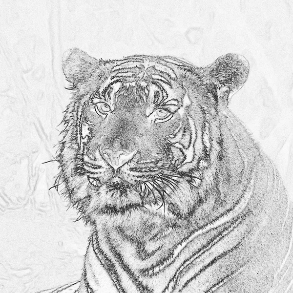 Dibujo de tigre siberiano —  Fotos de Stock