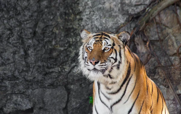 Siberian Tiger in a zoo — Stock Photo, Image