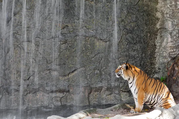 動物園で滝の前にシベリア虎 — ストック写真