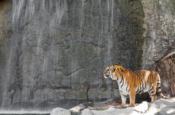 動物園で滝の前にシベリア虎 — ストック写真