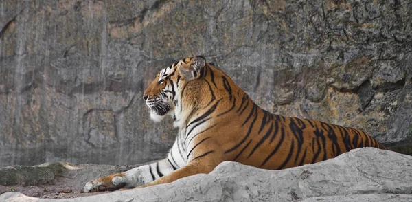 Tigre siberiano sonolento descansando em um zoológico — Fotografia de Stock