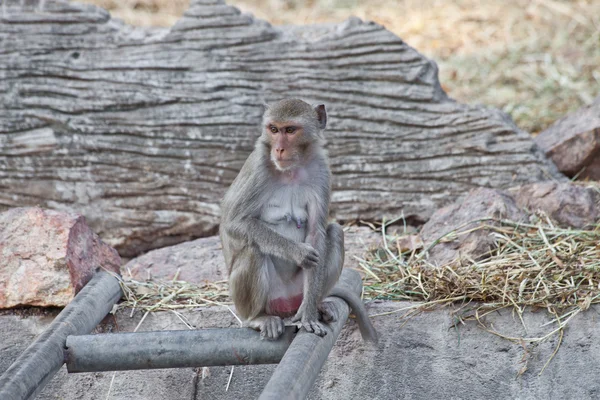 Mono en un zoológico — Foto de Stock