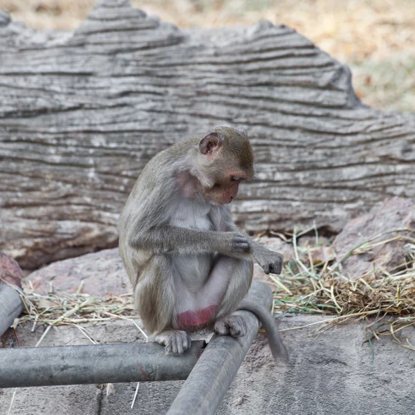 Mono en un zoológico —  Fotos de Stock