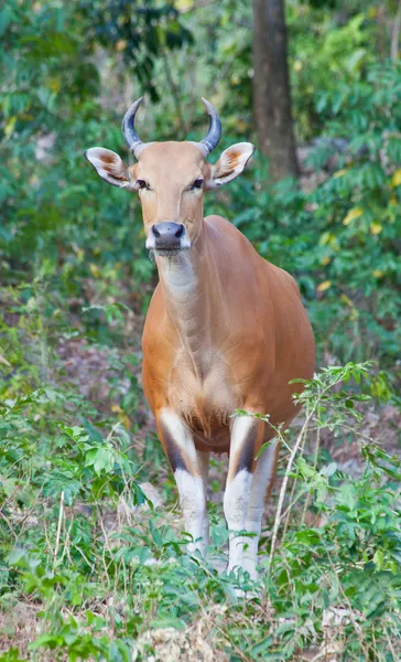 Banteng or Red Bull — Stock Photo, Image