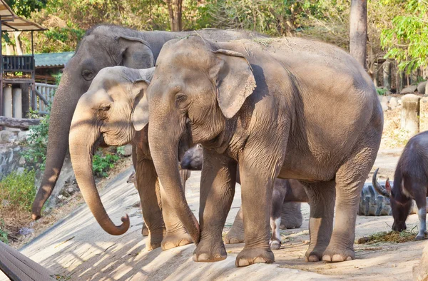 Elefant im Zoo — Stockfoto