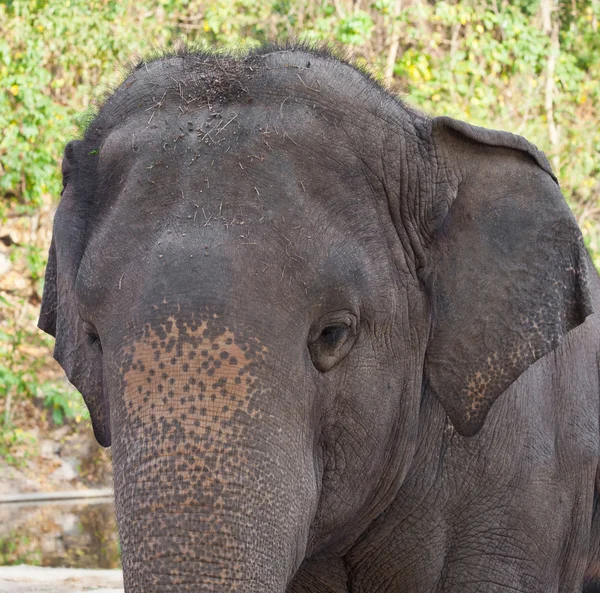 Elefante en un zoológico —  Fotos de Stock