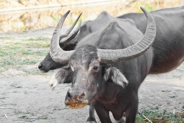 Búfalo de agua en un zoológico — Foto de Stock