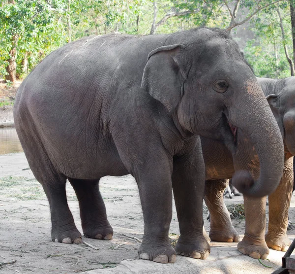 Elefant im Zoo — Stockfoto