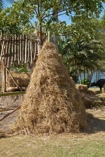 Pirinç saman yığını — Stok fotoğraf