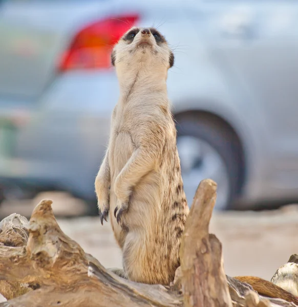 Meerkat — Stockfoto