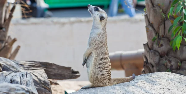 Meerkat. — Fotografia de Stock