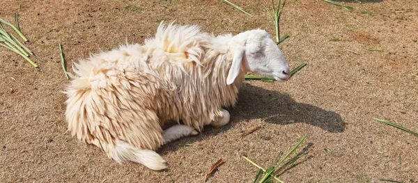 Schläfrige Schafe auf einem Bauernhof — Stockfoto