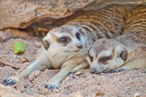 Meerkat — Foto Stock