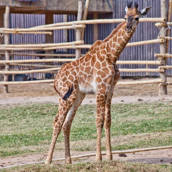 Porträtt av en nyfiken giraff — Stockfoto