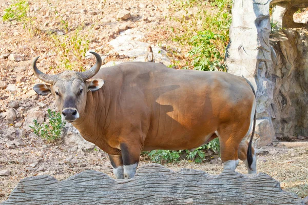 Banteng or Red Bull — Stock Photo, Image