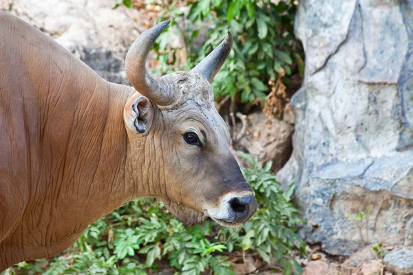 Close up Banteng or Red Bull — Stock Photo, Image