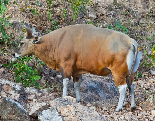 Banteng eller red bull — Stockfoto