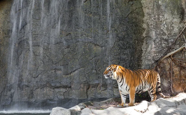 Sibirisk tiger framför vattenfallet i en djurpark — Stockfoto