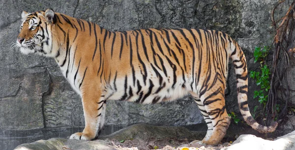 Szibériai tigris az állatkertben — Stock Fotó