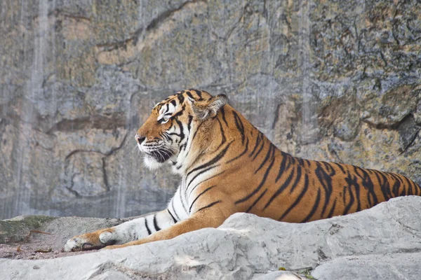 Tigre siberiano descansando em um zoológico — Fotografia de Stock