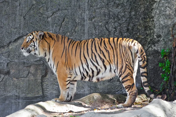 Tigre siberiano em um zoológico — Fotografia de Stock