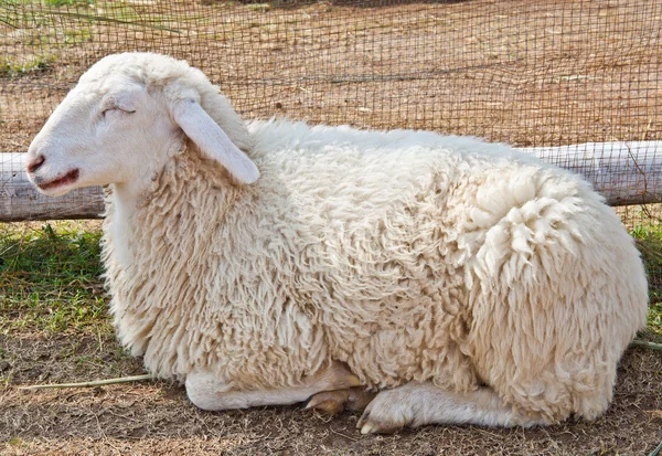 Sleepy sheep in a farm — Stock Photo, Image