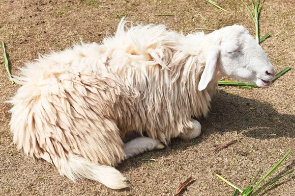 Schläfrige Schafe auf einem Bauernhof — Stockfoto
