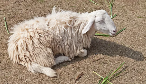 Pecora addormentata in una fattoria — Foto Stock