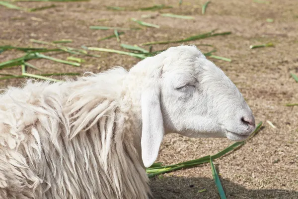 Pecora addormentata in una fattoria — Foto Stock